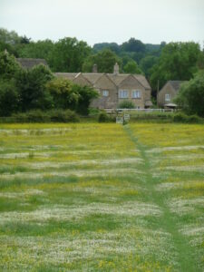 A walking path through wild flowers, leading to a stone house.