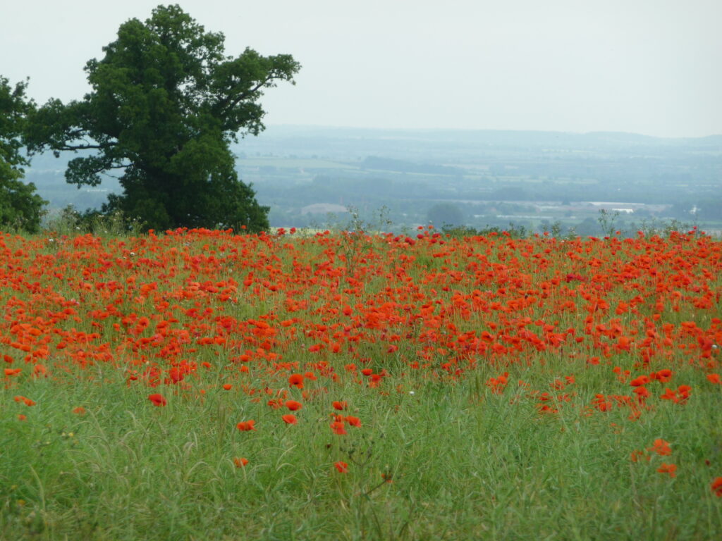 A field of red poppies.